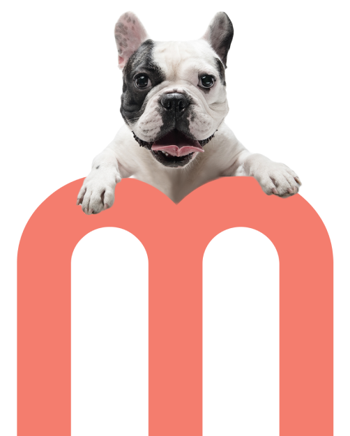 Single Dog